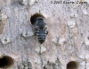 blackbee1