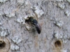 blackbee2