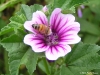 bb-pollen