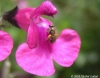 bee-salviaflower
