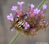 wasp2