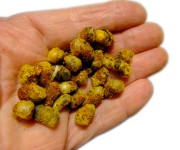 733.04 Late Spring Mason Bee Cocoons -Osmia californica