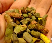736.49SP Leafcutter bee cocoons (50)