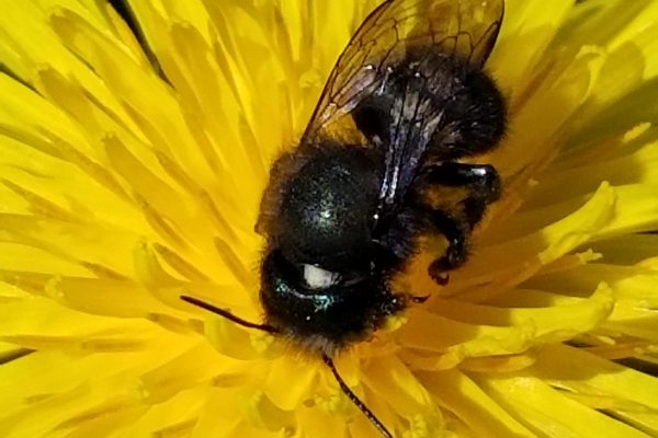 Orders wil ship Fall 2019 Mason Bee Cocoons/Orchard Bees 